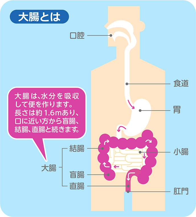 大腸とは